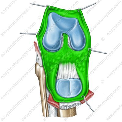 Joint capsule (capsula articularis)